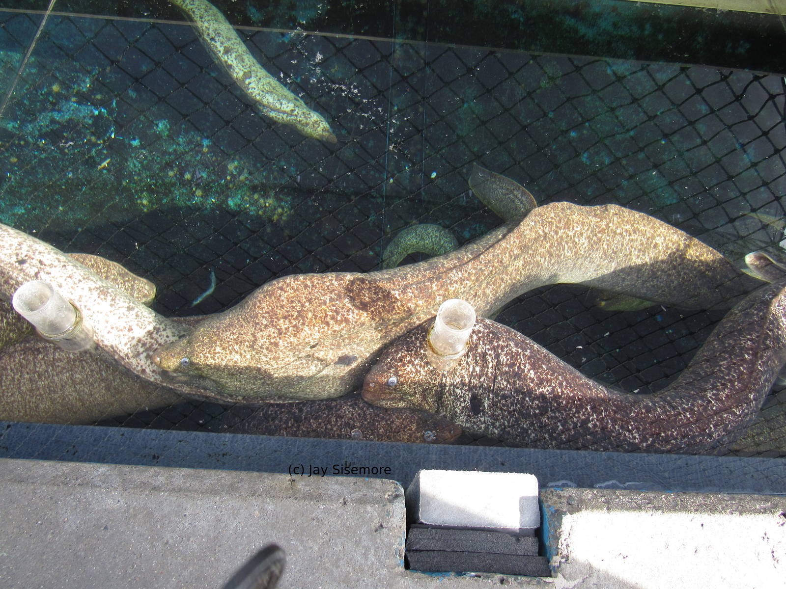 Feeding California Moray Eels