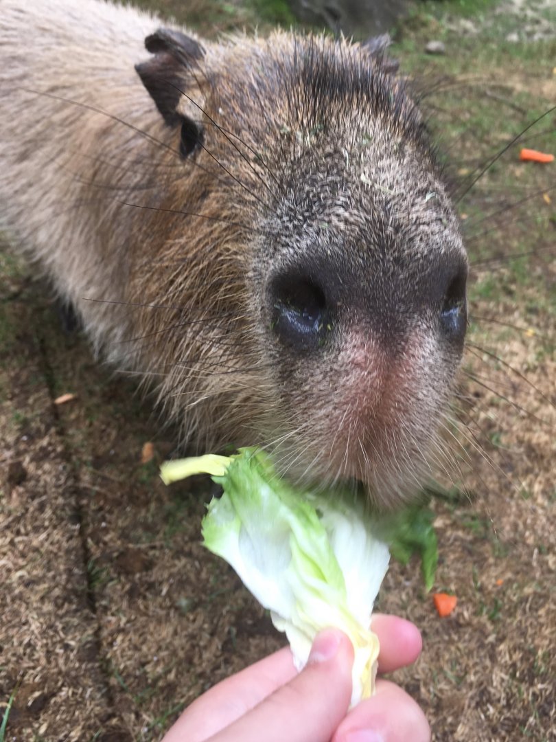 Feeding Capybara | Henry Vilas Zoo