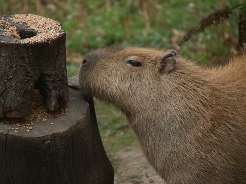feeding capybara