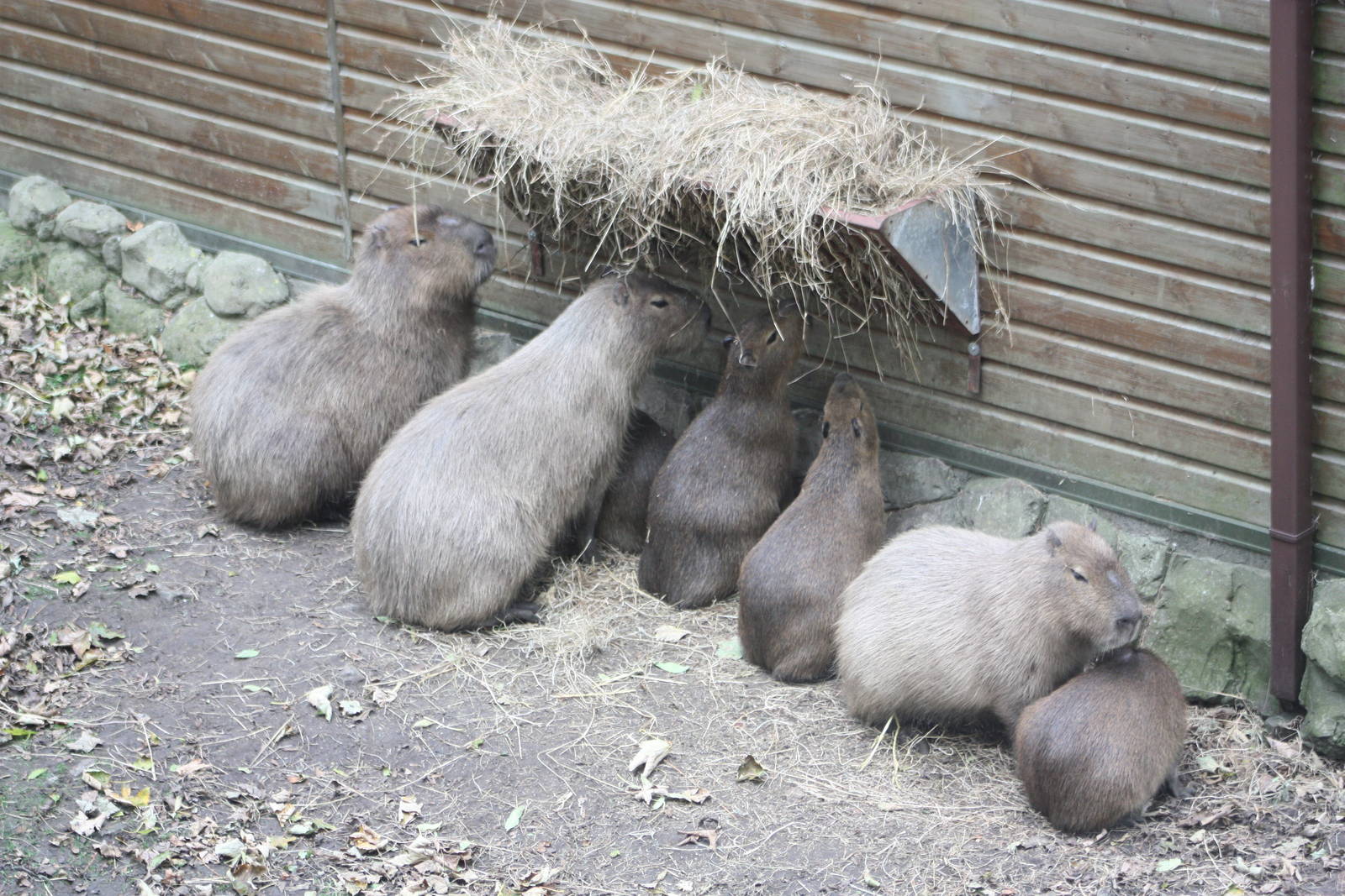 Feeding Capybaras, 27th October 2014