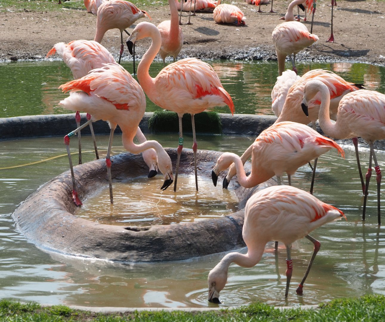 Feeding Chilean flamingos (Phoenicopterus chilensis), 2021-04-20