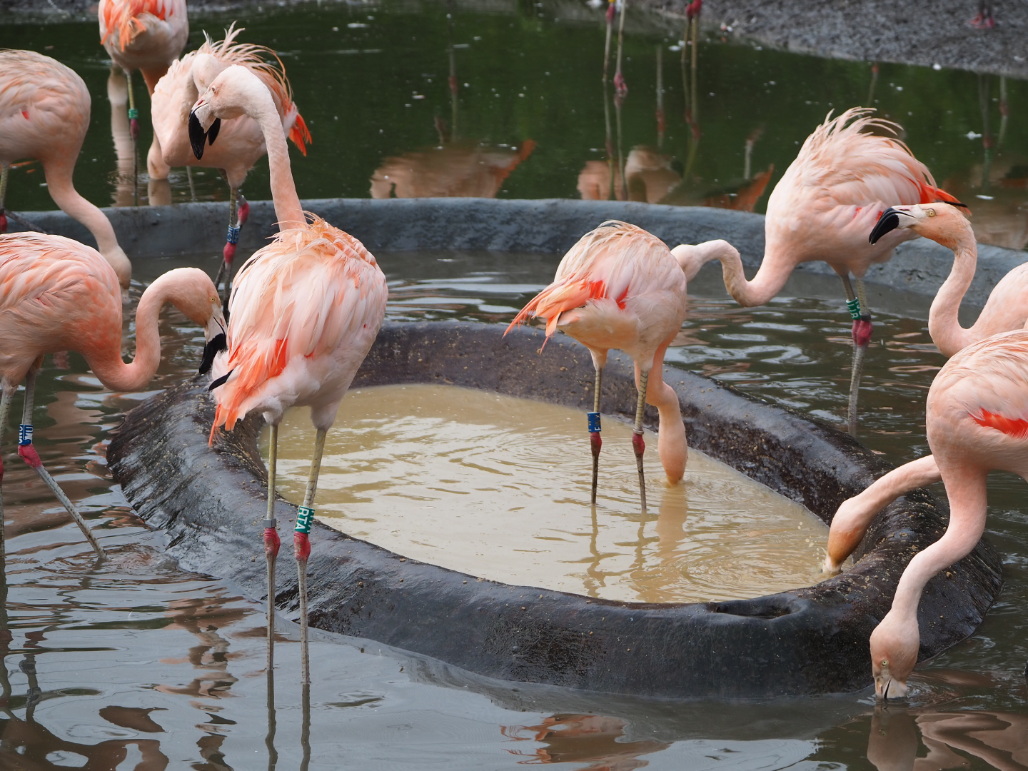 Feeding Chilean flamingos (Phoenicopterus chilensis), 2021-11-06