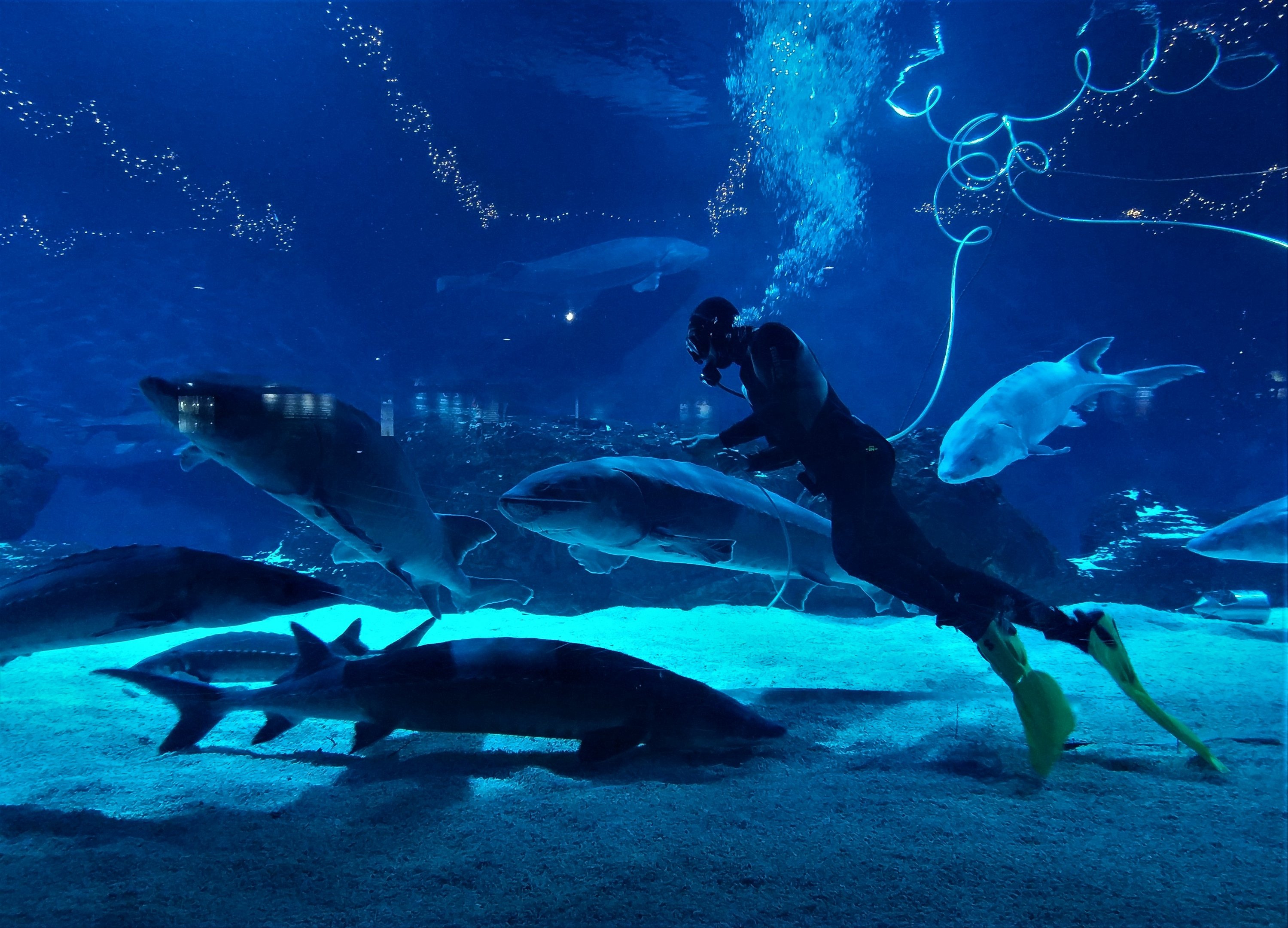 Feeding Chinese Sturgeon