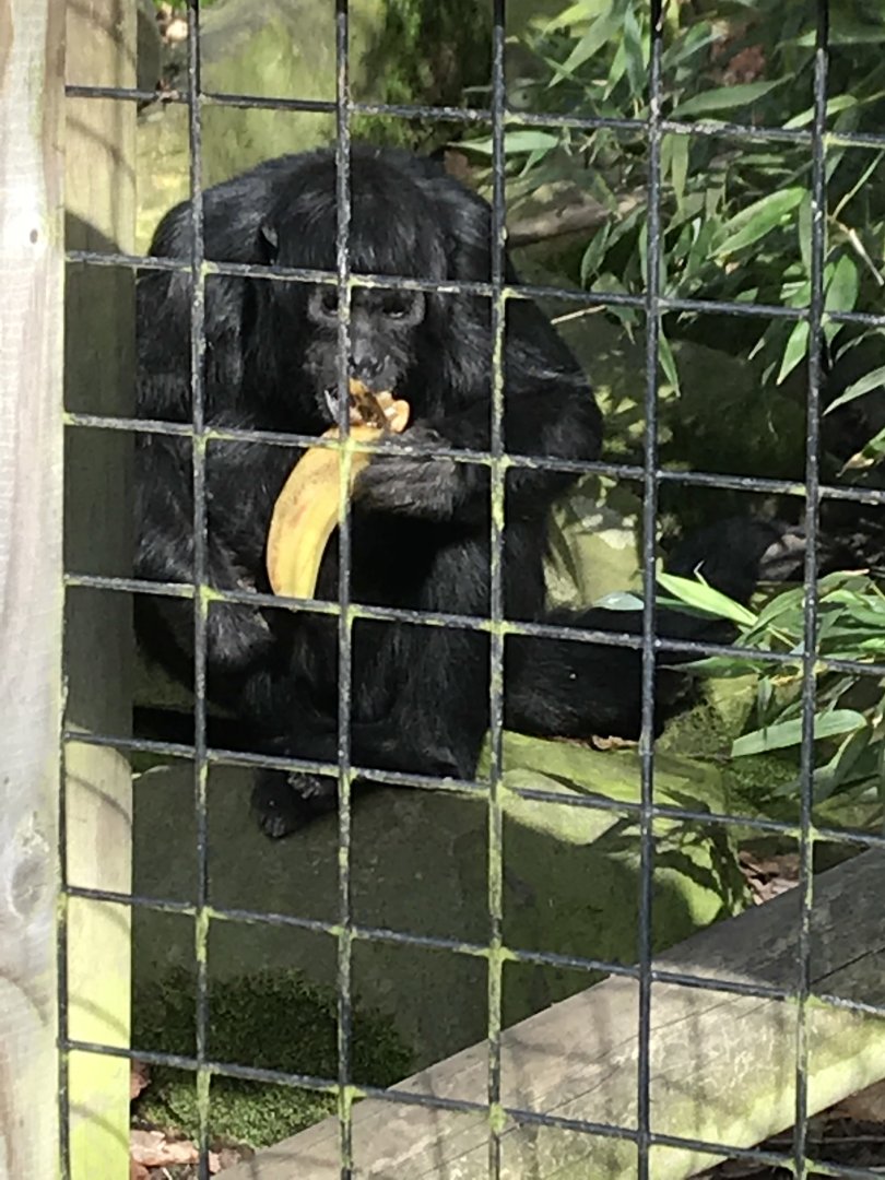 Feeding Columbian black spider monkey