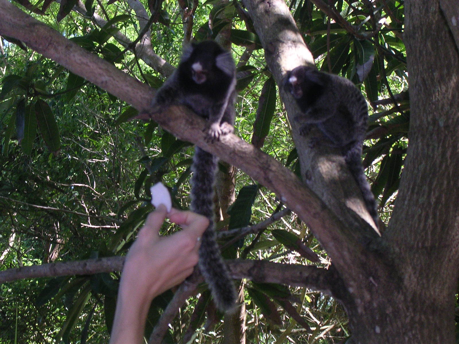 Feeding common marmosets