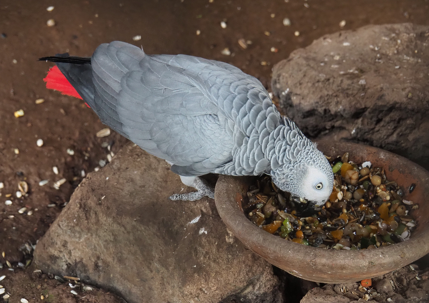 Feeding Congo African grey parrot (Psittacus erithacus erithacus), 2022-06-28