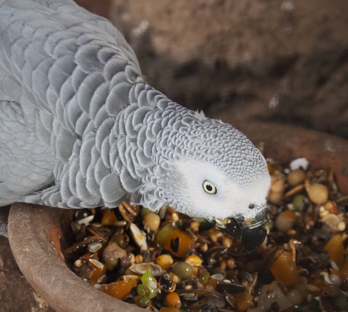 Feeding Congo African grey parrot (Psittacus erithacus erithacus), 2022-06-28