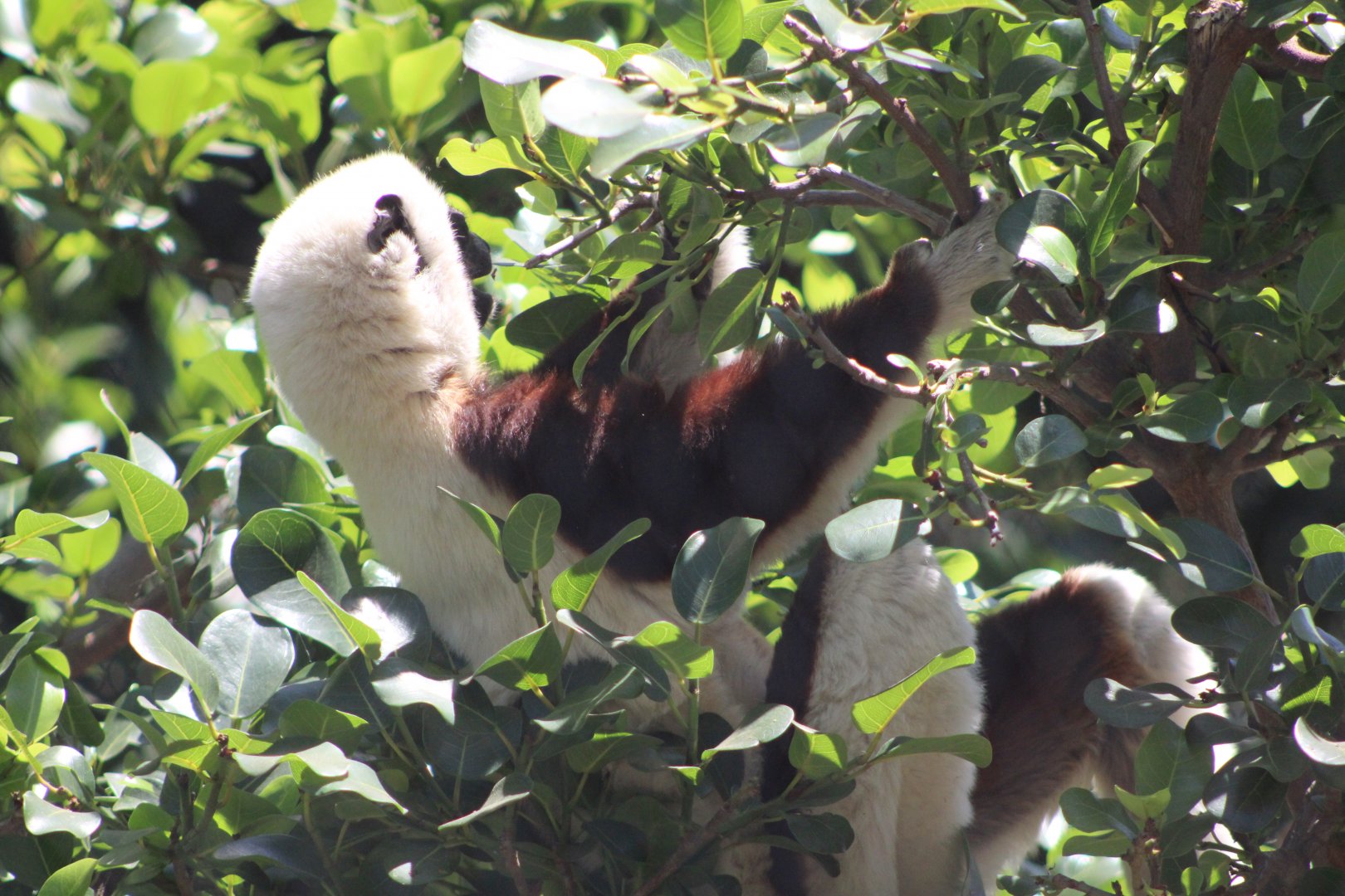 Feeding Coquerel’s Sifaka (Propithecus coquereli)