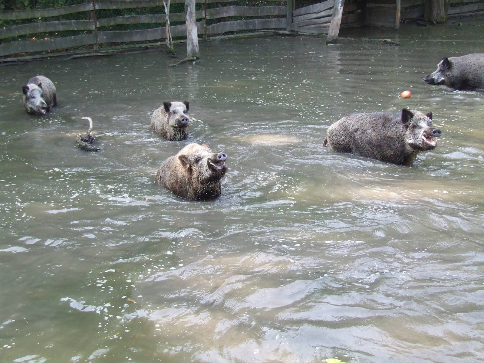 Feeding enrichment @ Jászberény Zoo, Hungary