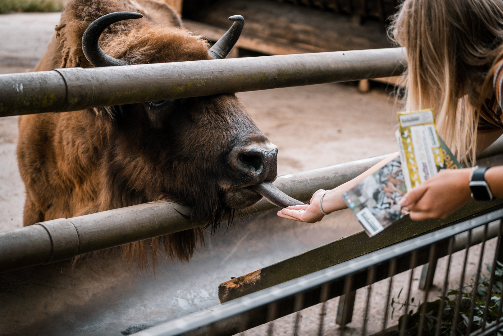 Feeding European bison