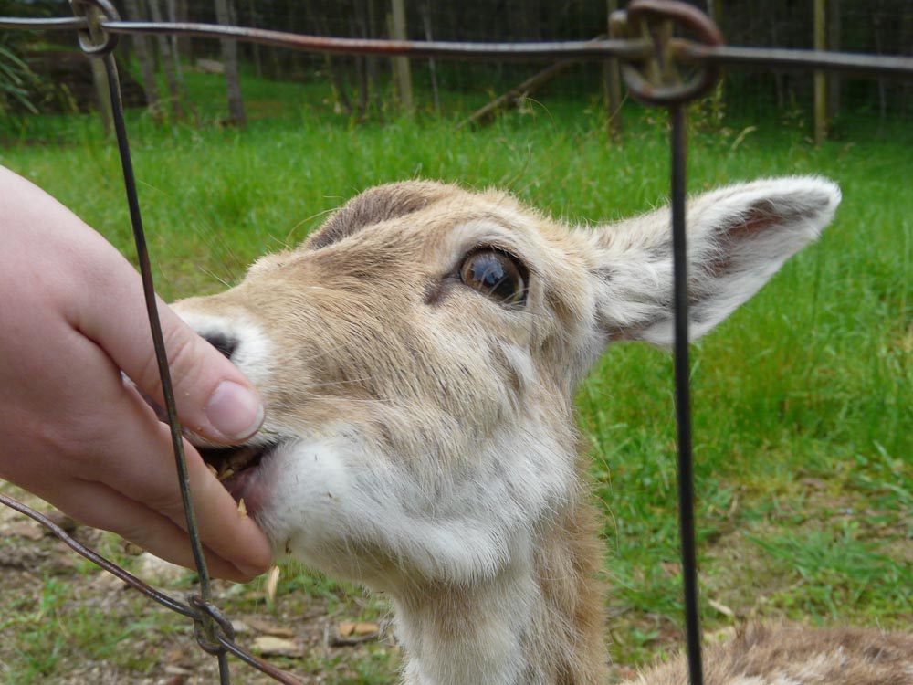 Feeding fallow deer