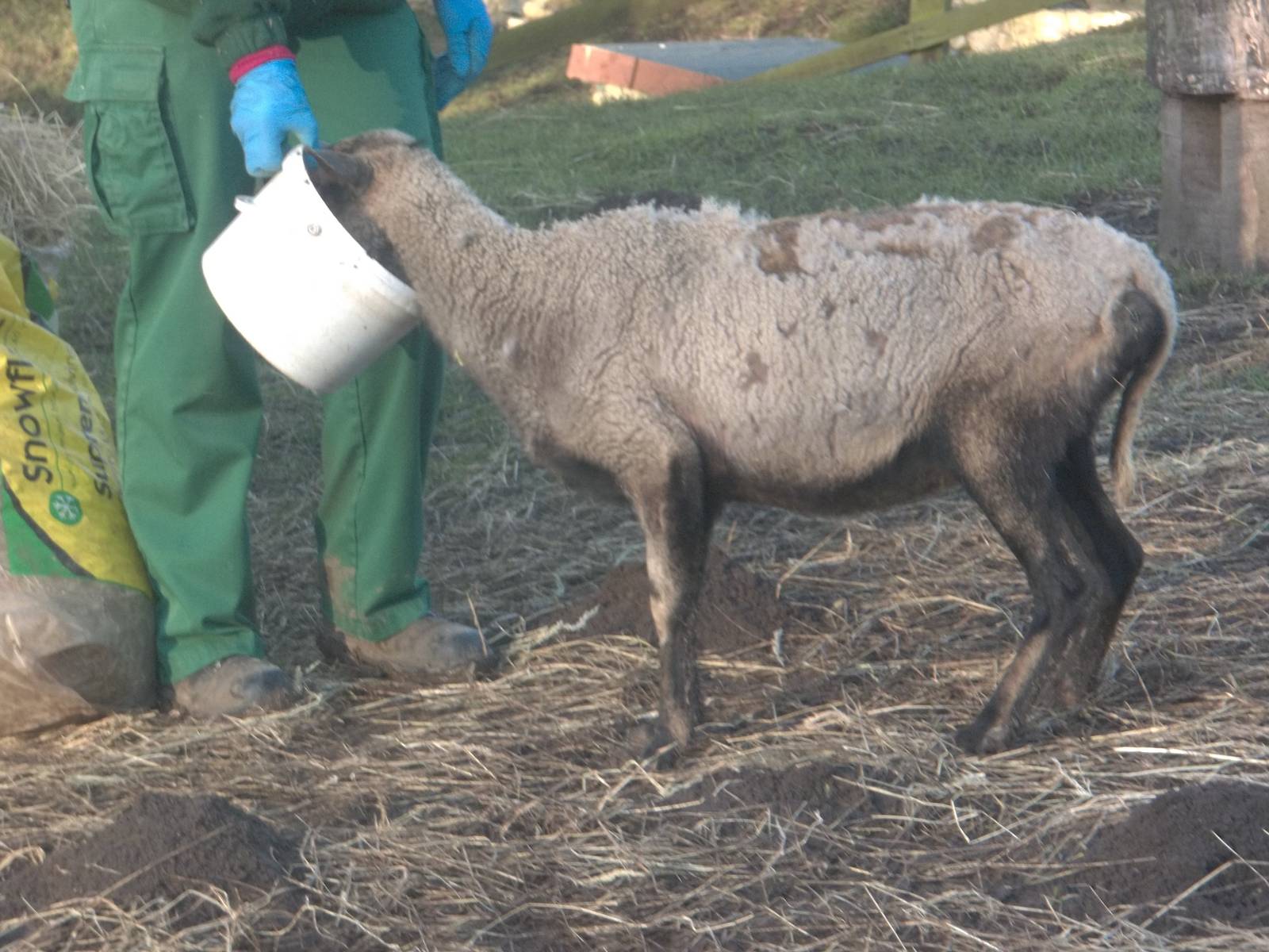 Feeding Florrie, 30th January 2015