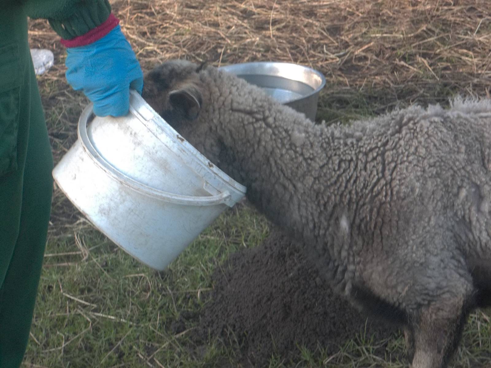 Feeding Florrie, 30th January 2015