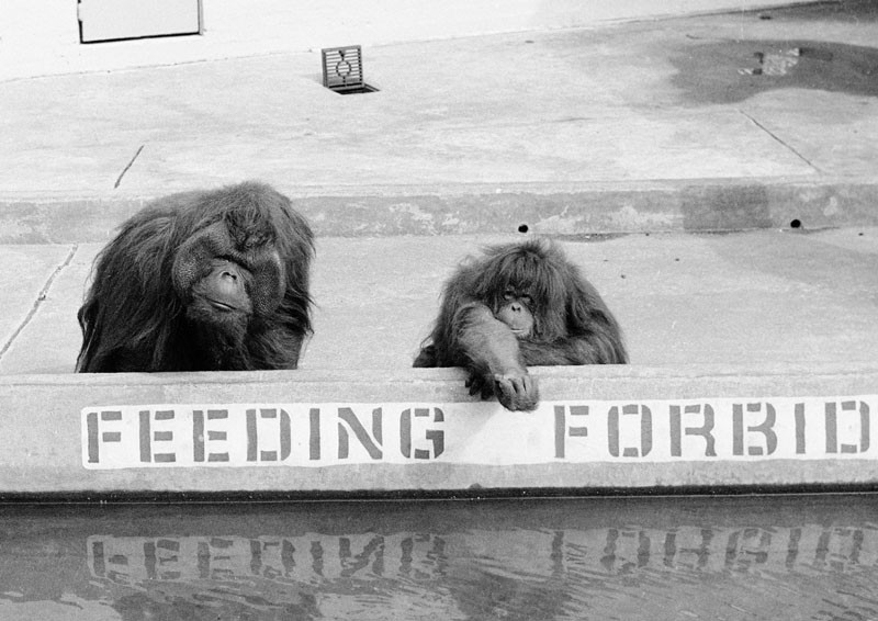 Feeding Forbidden 1972