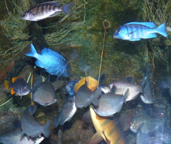 Feeding frenzy (Identifications wanted!)