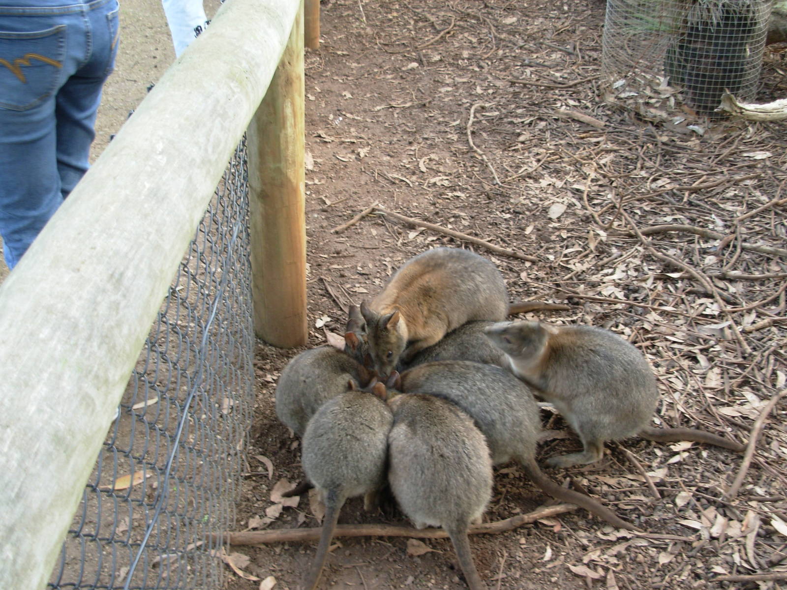 Feeding Frenzy! - Phillip Island Wildlife Park