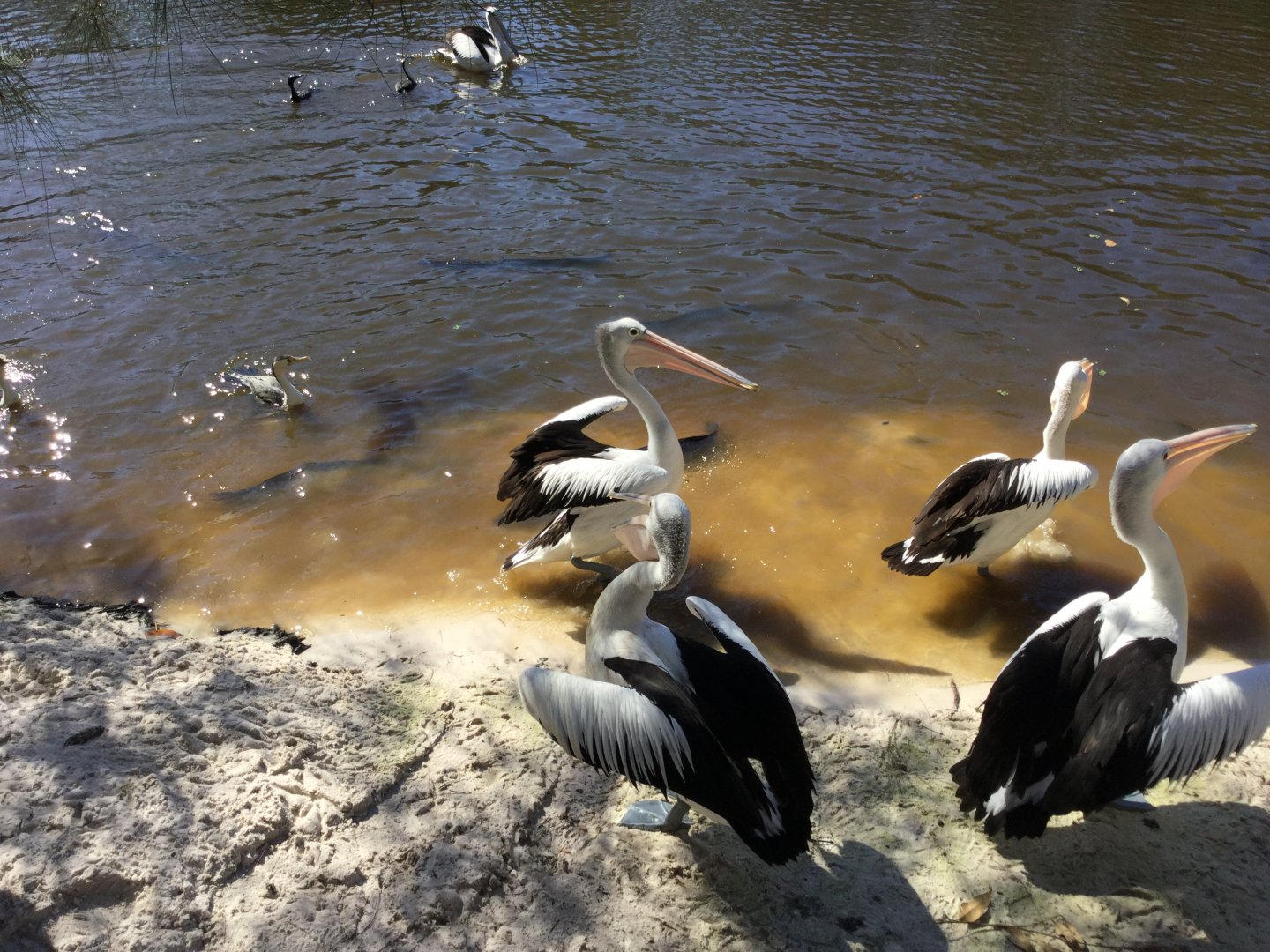 Feeding Frenzy