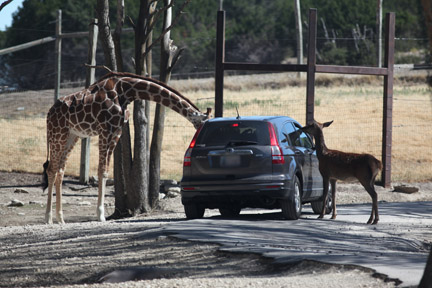 feeding giraffe and red deer