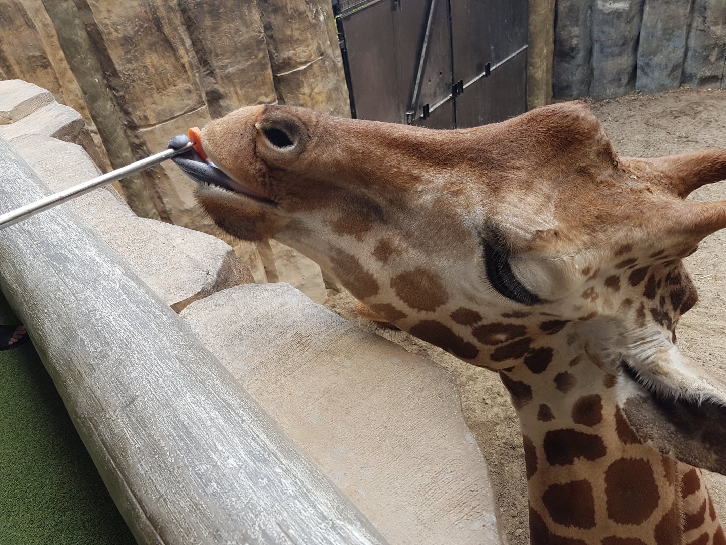 feeding giraffe