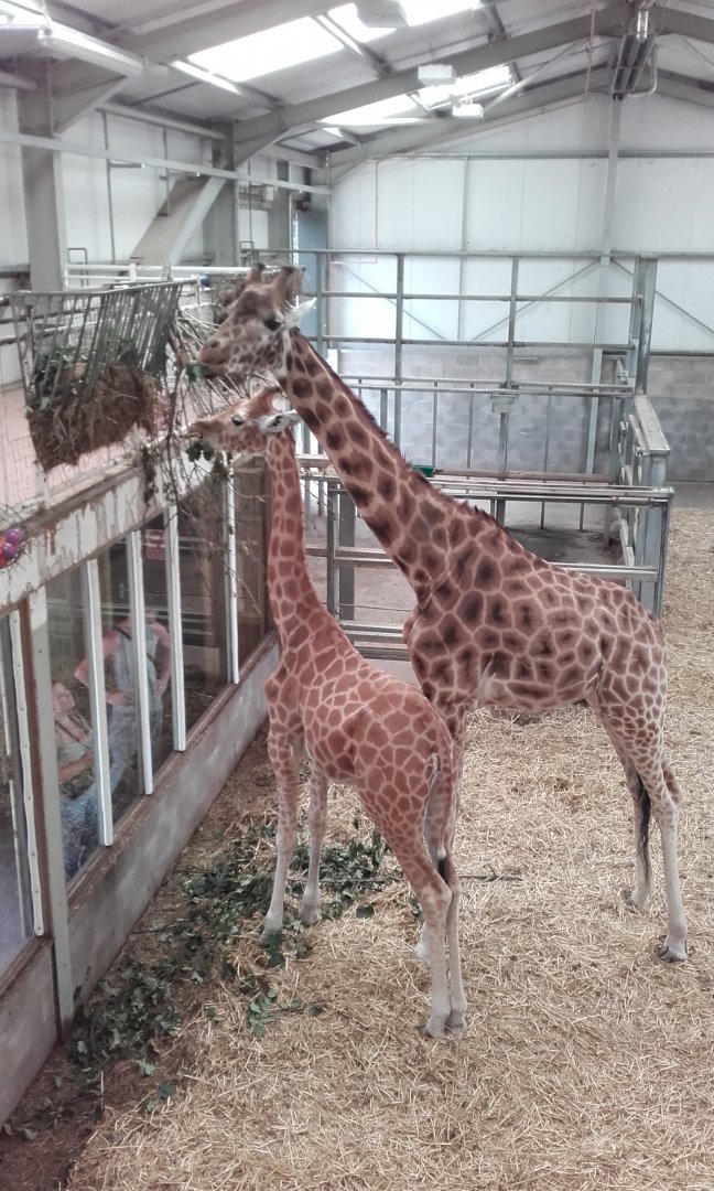 Feeding Giraffes at Blackpool
