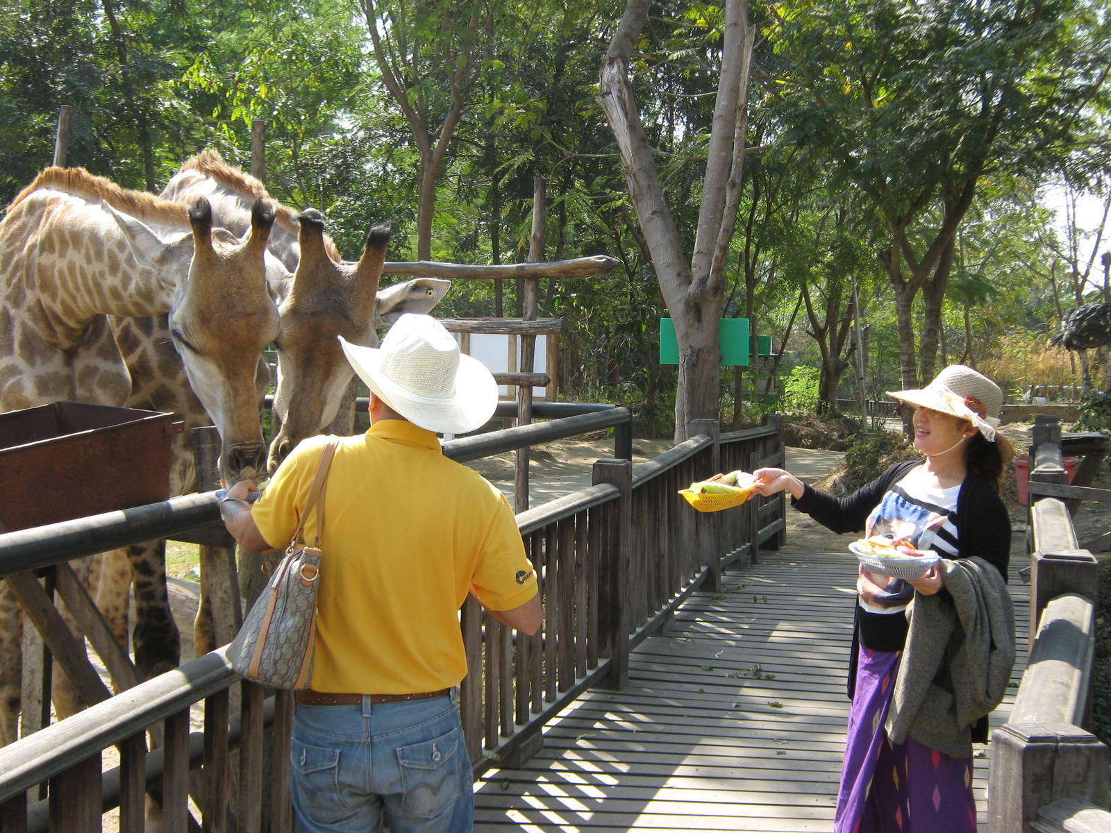 feeding giraffes