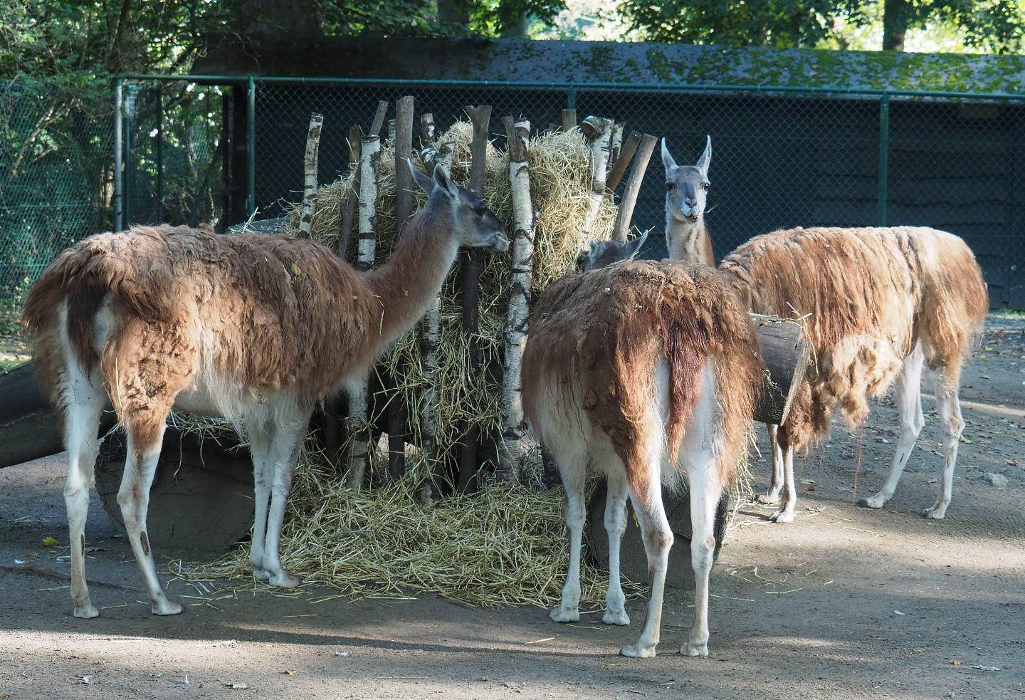 Feeding guanacos (Lama guanicoe), 2020-10-10