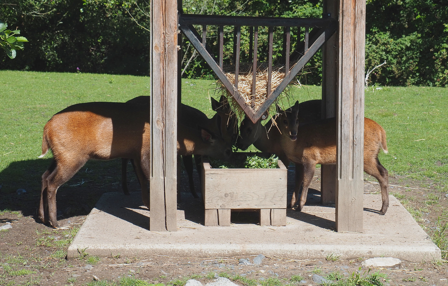 Feeding Indian hog deer (Axis porcinus porcinus), 2022-06-28