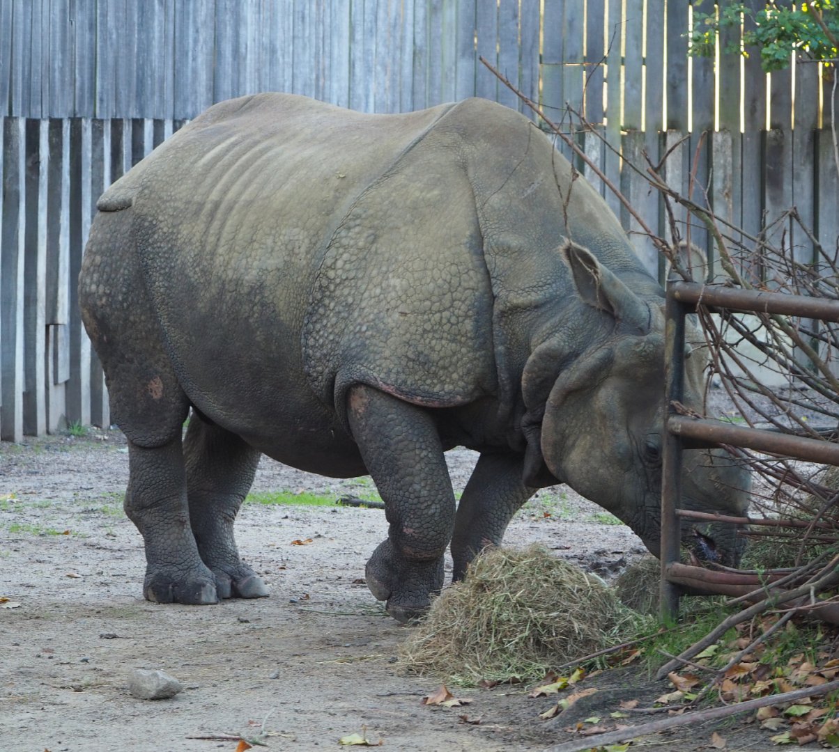 Feeding Indian rhinoceros bull Gujarat (Rhinoceros unicornis), 2020-10-10