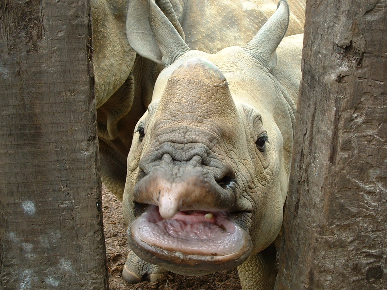 Feeding Indian Rhinos - Whipsnade 2008