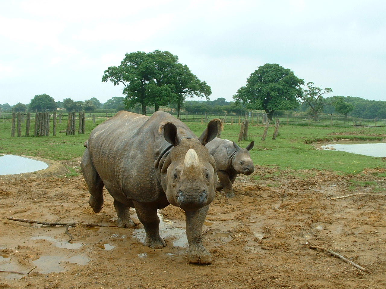 Feeding Indian Rhinos - Whipsnade 2008