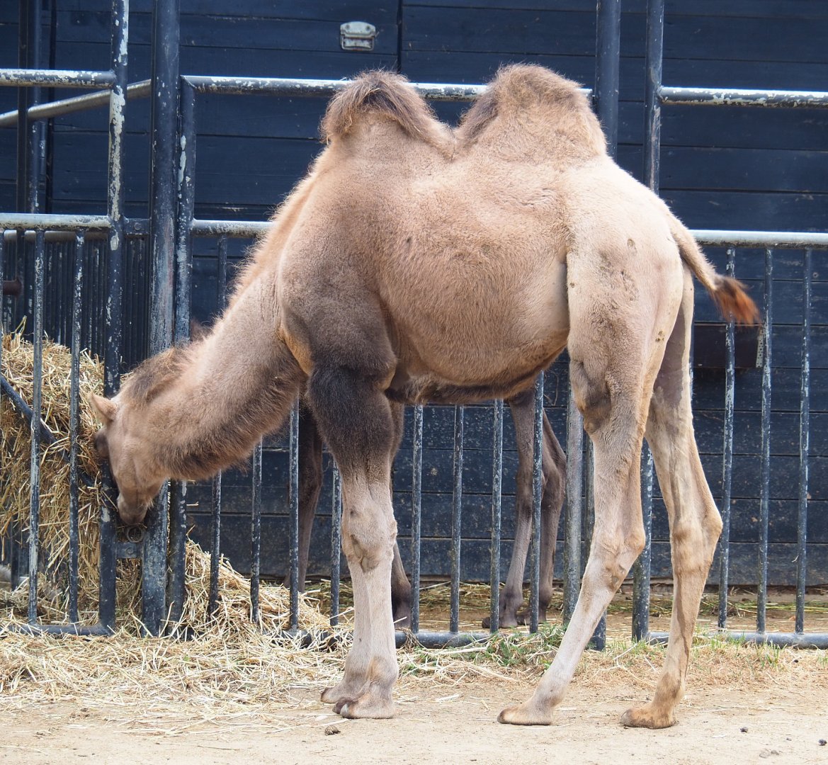Feeding juvenile Bactrian camel (Camelus bactrianus), 2020-08-15