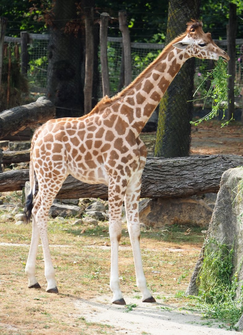 Feeding juvenile Kordofan giraffe (Giraffa camelopardalis antiquorum), 2020-08-15