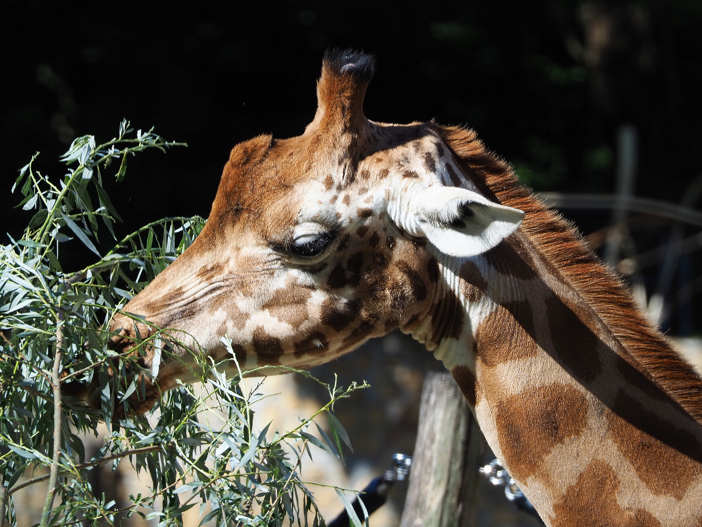 Feeding Kordofan giraffe (Giraffa camelopardalis antiquorum), 2020-07-21