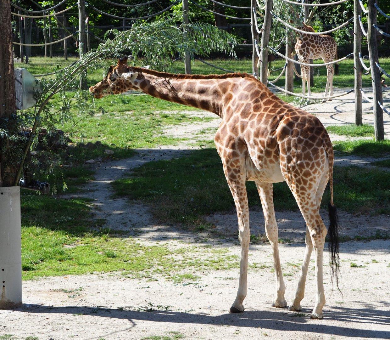 Feeding Kordofan giraffe (Giraffa camelopardalis antiquorum), 2020-07-21