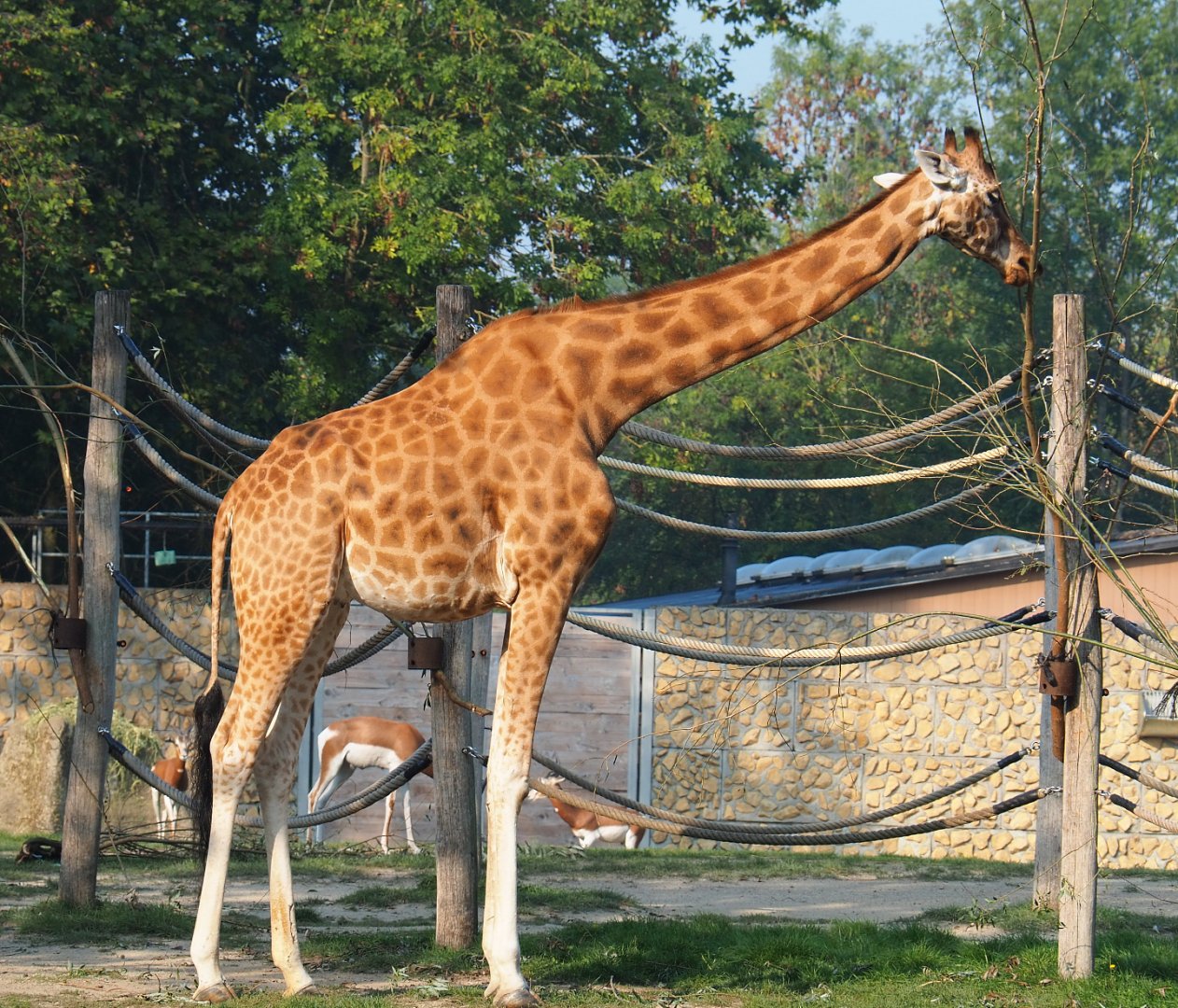 Feeding Kordofan giraffe (Giraffa camelopardalis antiquorum), 2020-09-16