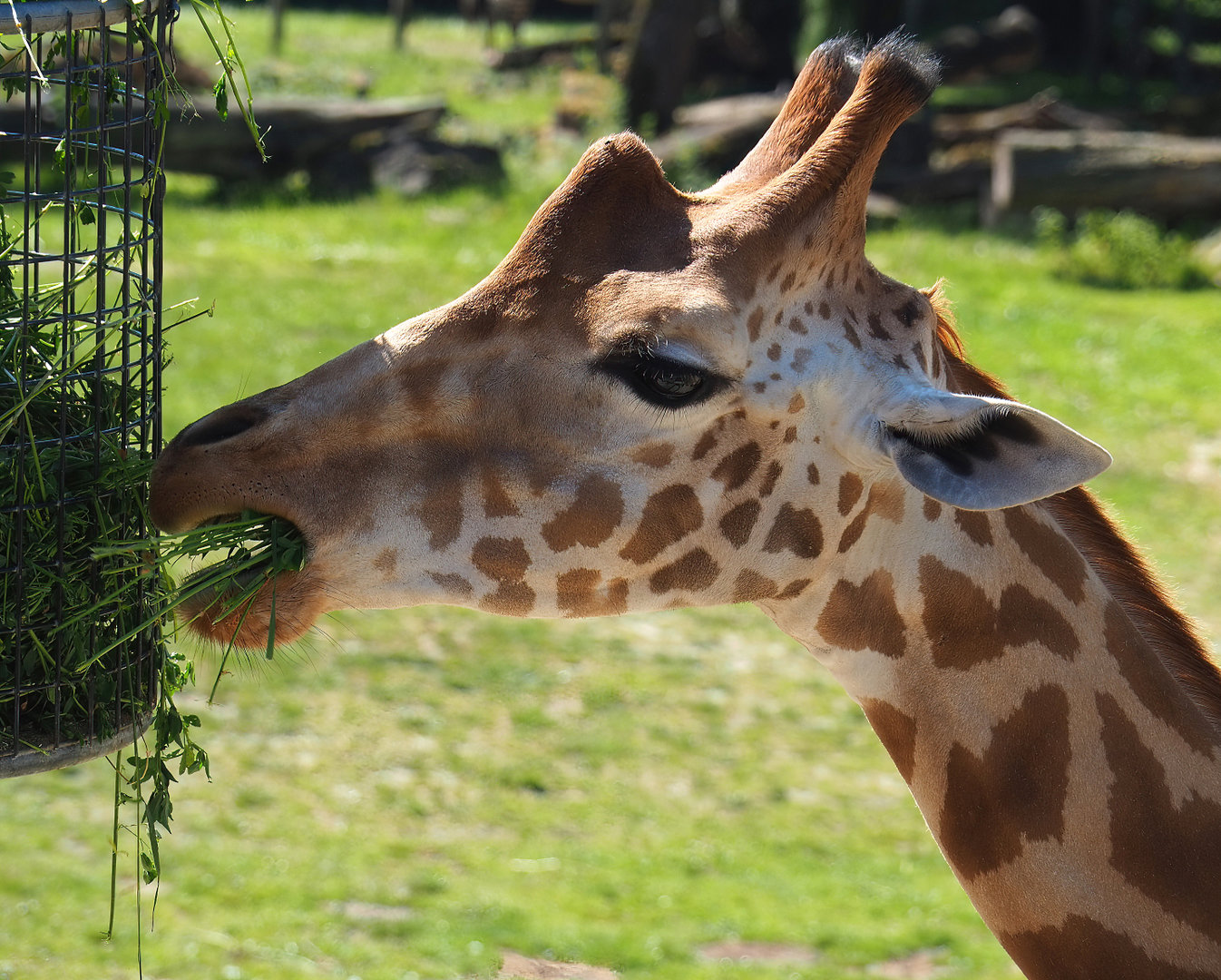 Feeding Kordofan giraffe (Giraffa camelopardalis antiquorum), 2022-06-15