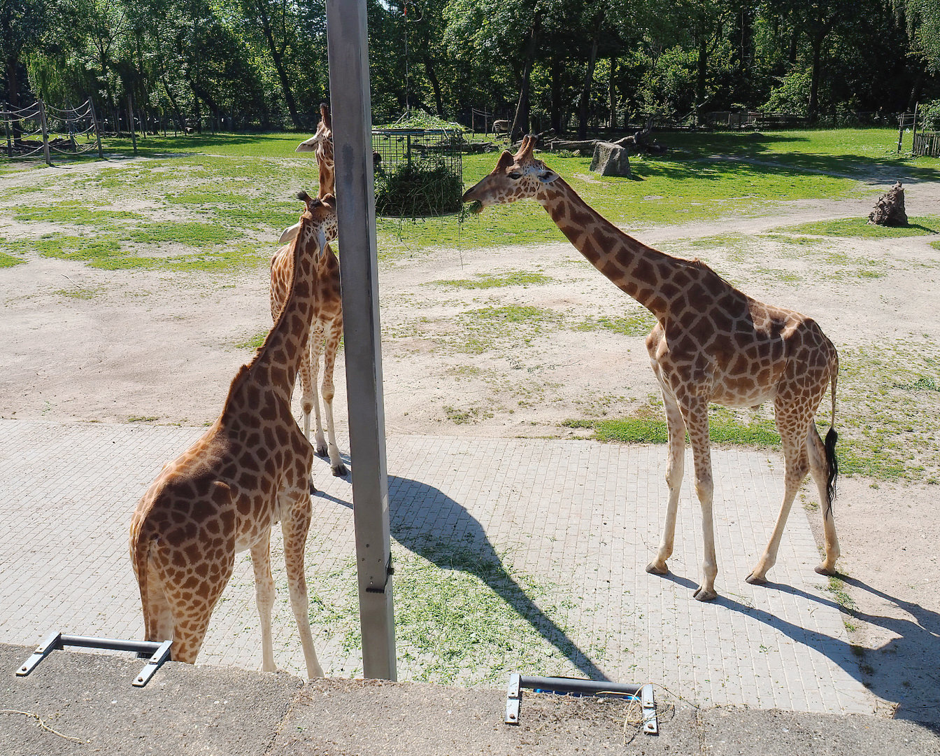 Feeding Kordofan giraffes (Giraffa camelopardalis antiquorum), 2022-06-15