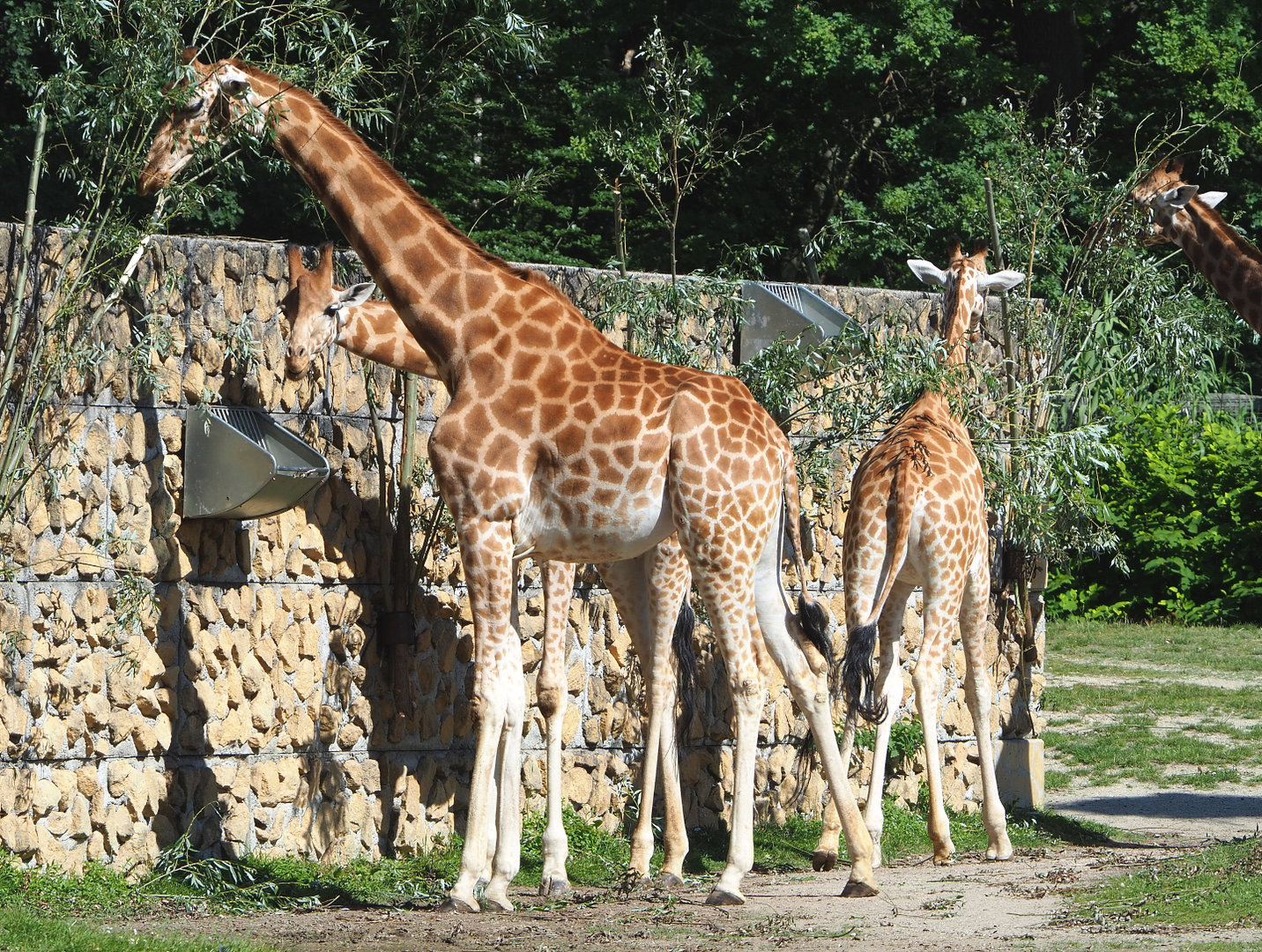 Feeding Kordofan giraffes (Giraffa camelopardalis antiquorum), 2022-07-03