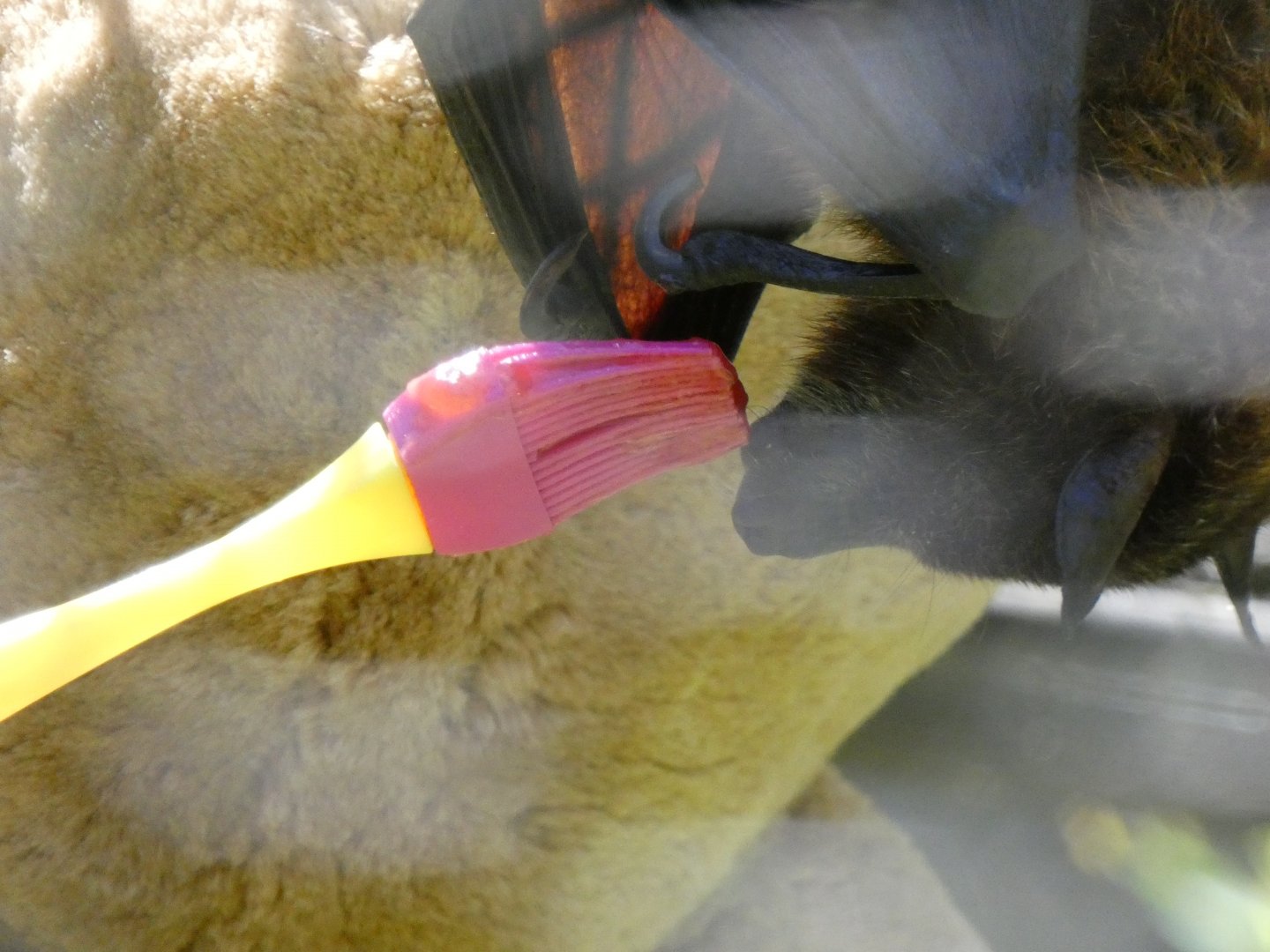 Feeding Malayan flying fox