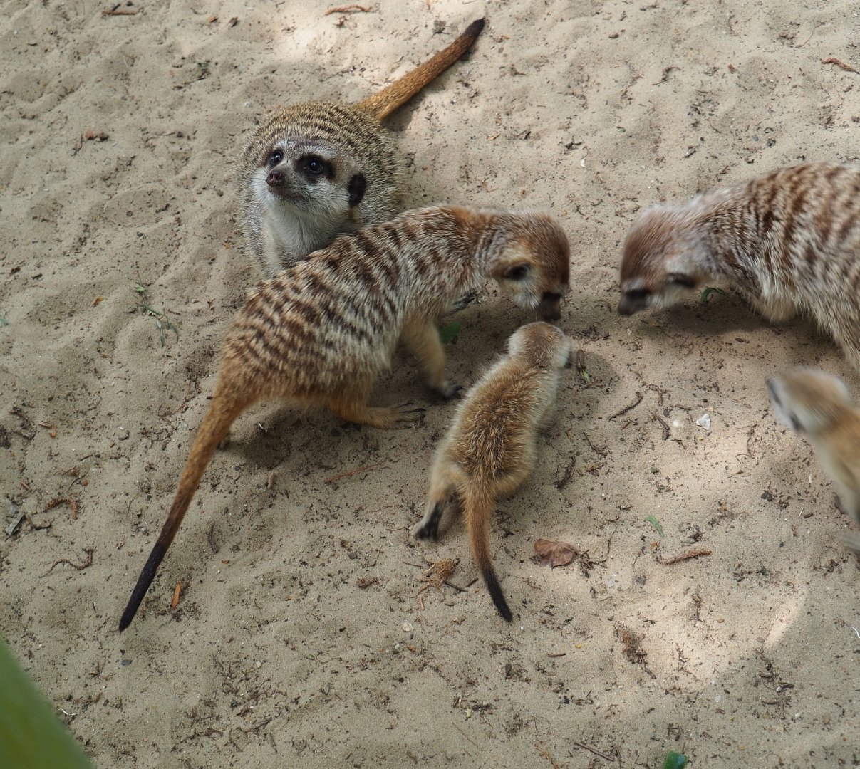 Feeding meerkats (Suricata suricatta), 2019-05-25
