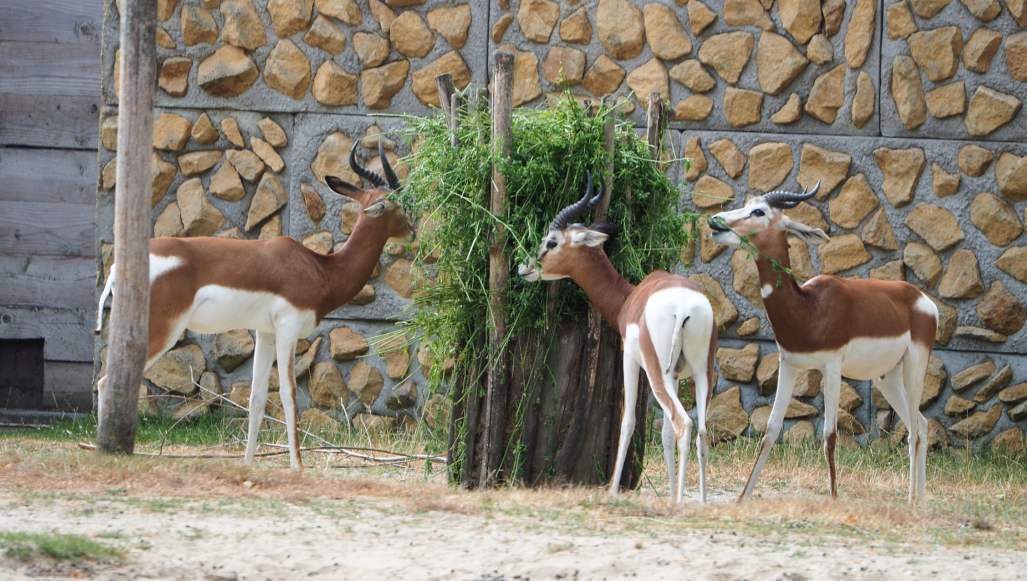 Feeding Mhorr gazelles (Nanger dama mhorr), 2020-08-15