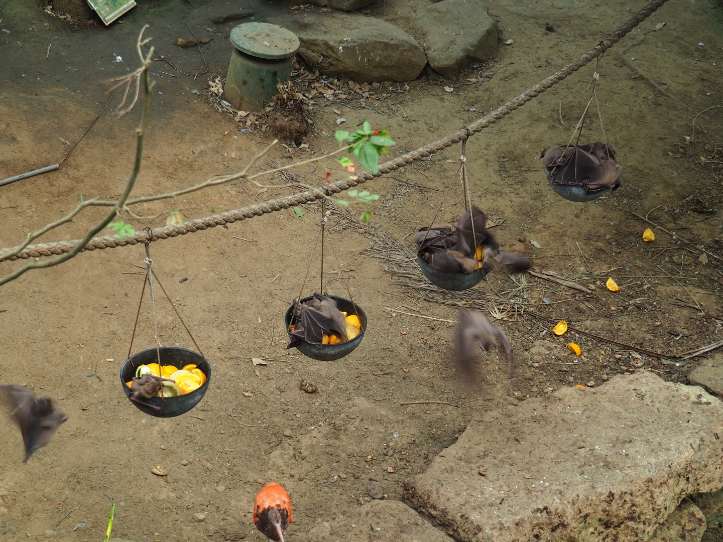 Feeding of Egyptian fruit bats (Rousettus aegyptiacus) in the Tropical hall (Aug 28th, 2018)