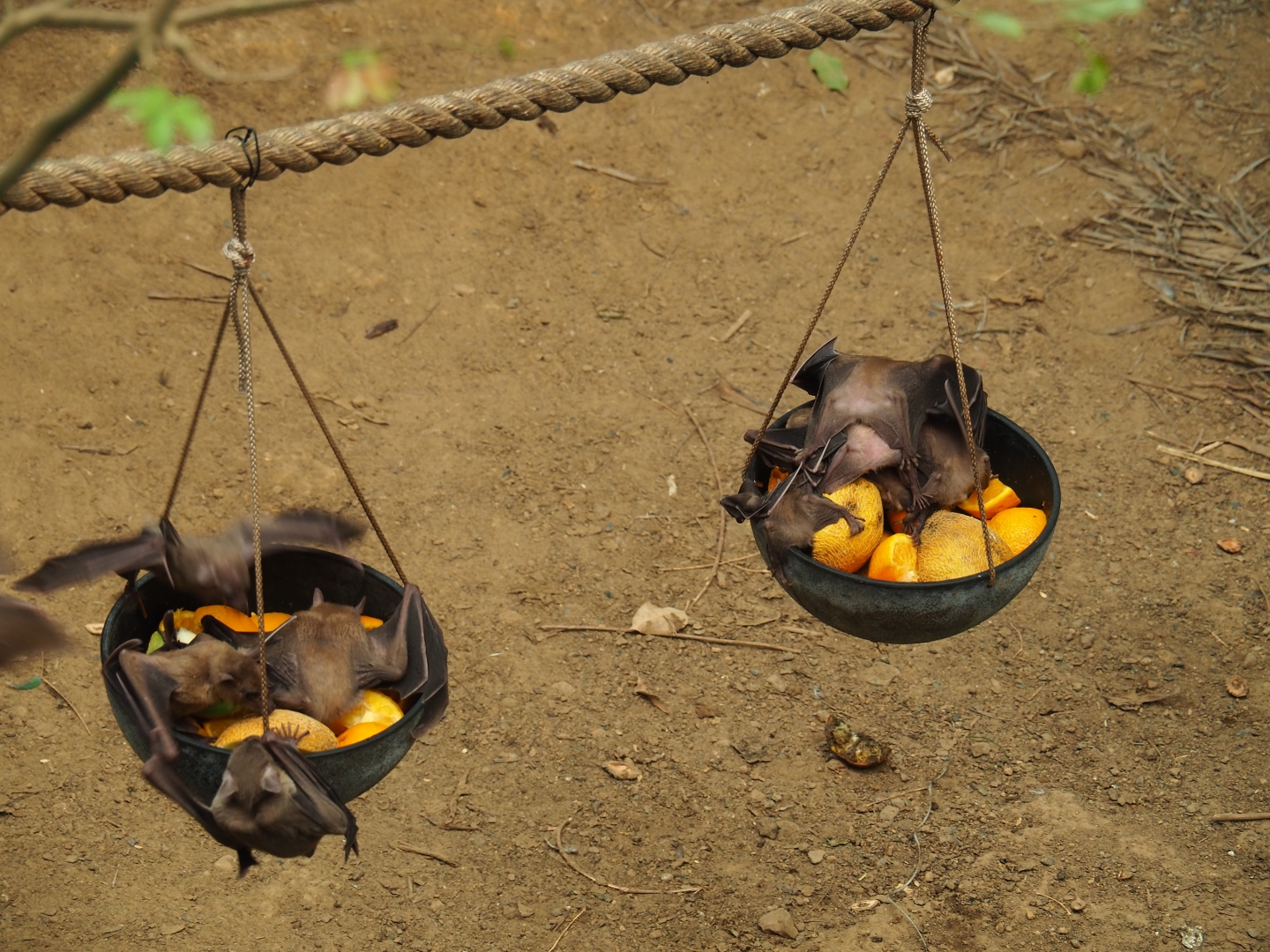Feeding of Egyptian fruit bats (Rousettus aegyptiacus) in the Tropical hall (Aug 28th, 2018)
