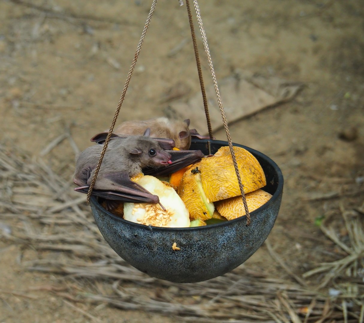 Feeding of Egyptian fruit bats (Rousettus aegyptiacus) in the Tropical hall (Aug 28th, 2018)