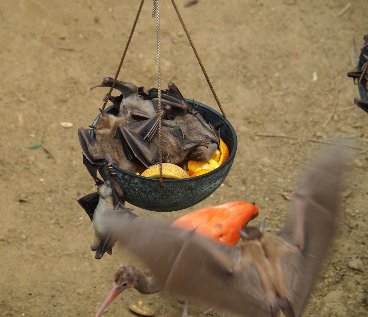 Feeding of Egyptian fruit bats (Rousettus aegyptiacus) in the Tropical hall (Aug 28th, 2018)
