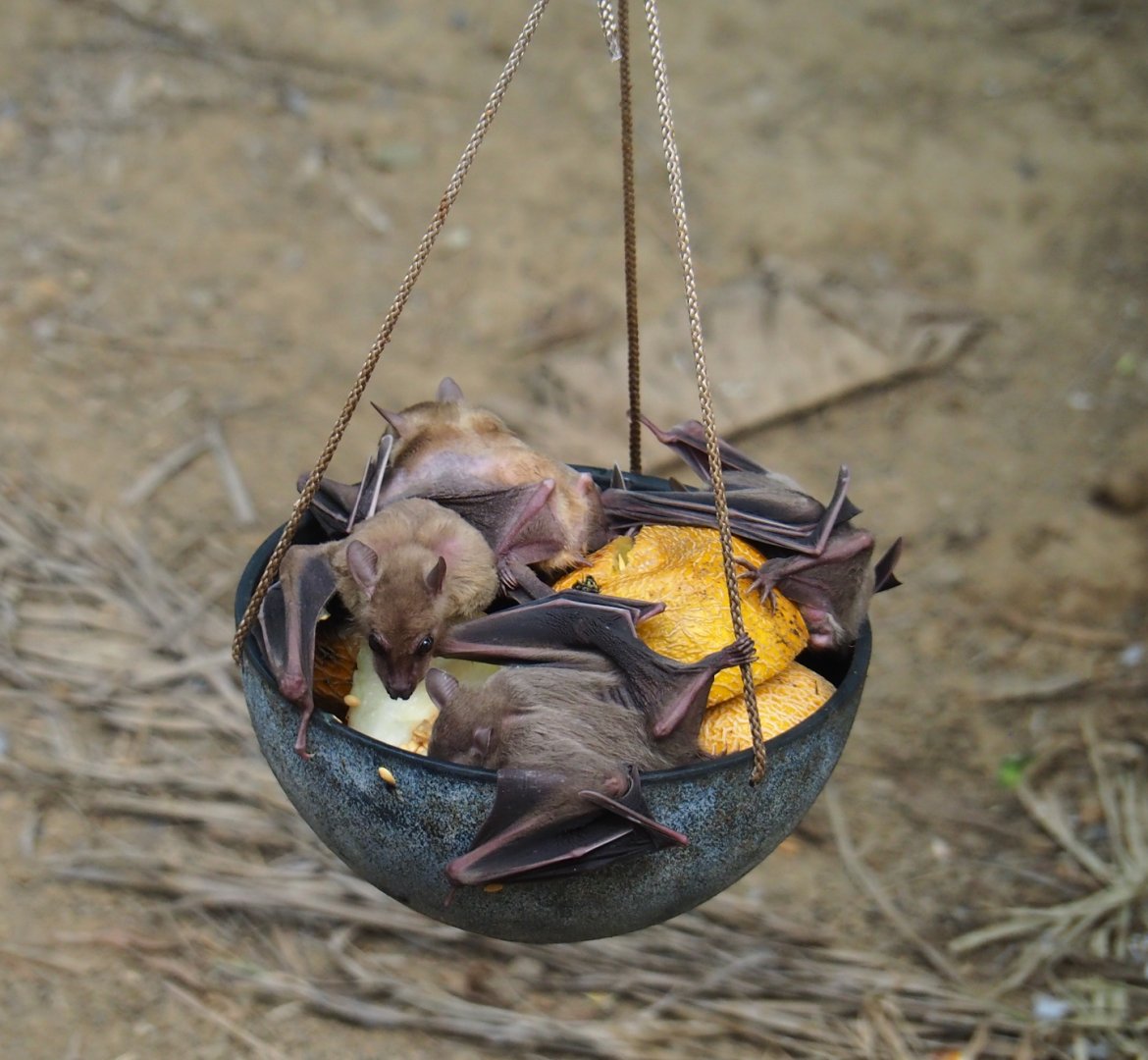 Feeding of Egyptian fruit bats (Rousettus aegyptiacus) in the Tropical hall (Aug 28th, 2018)