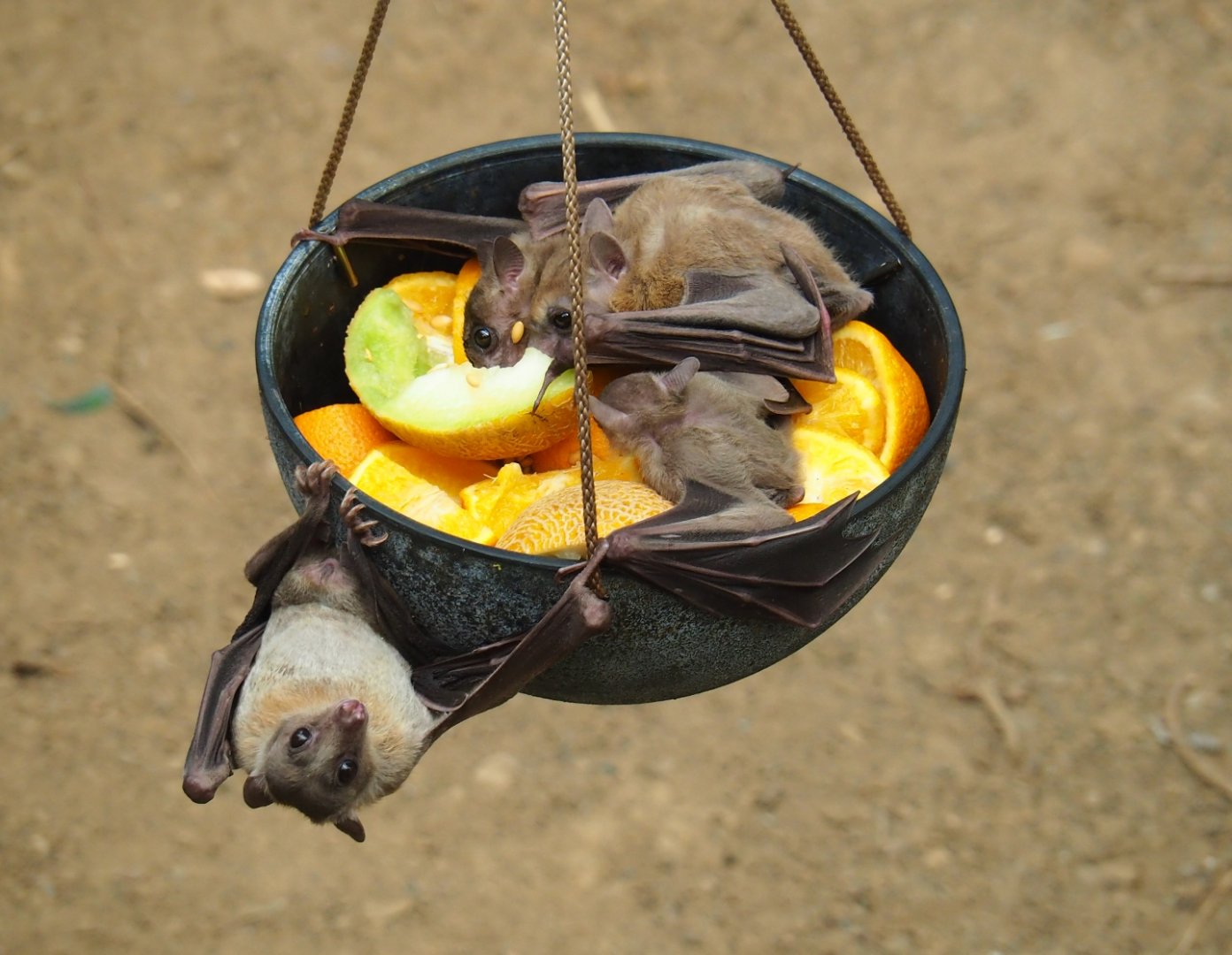 Feeding of Egyptian fruit bats (Rousettus aegyptiacus) in the Tropical hall (Aug 28th, 2018)