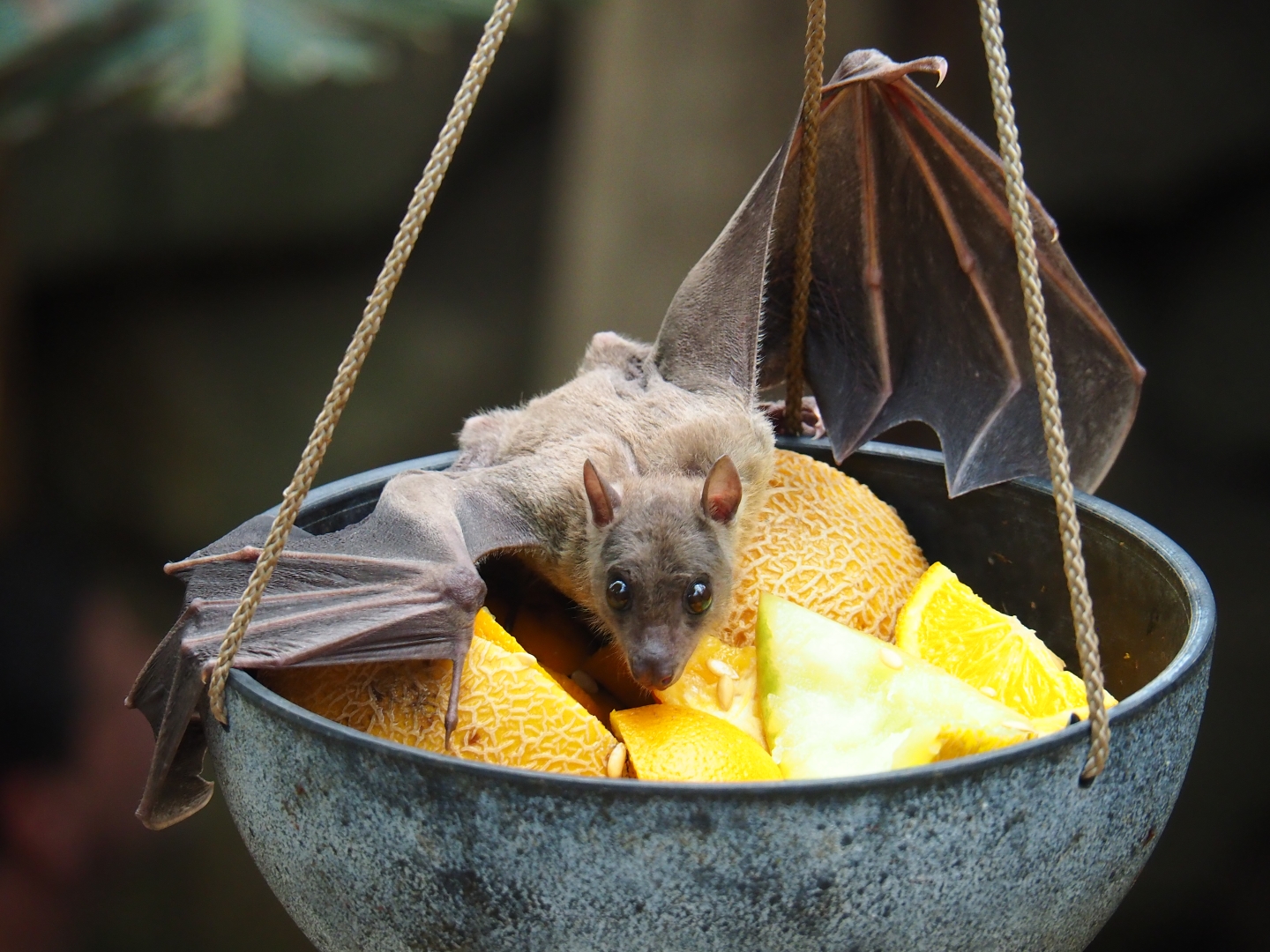 Feeding of Egyptian fruit bats (Rousettus aegyptiacus) in the Tropical hall (Aug 28th, 2018)