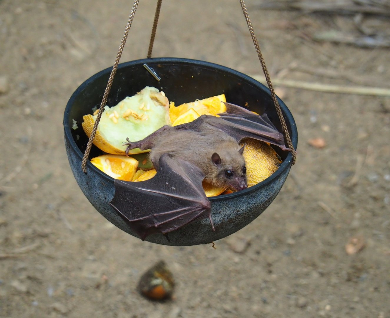 Feeding of Egyptian fruit bats (Rousettus aegyptiacus) in the Tropical hall (Aug 28th, 2018)