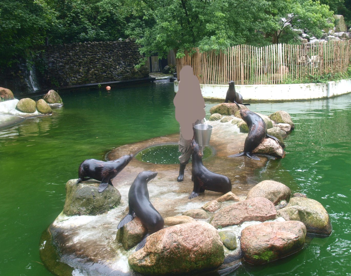 Feeding of South American fur seals (Arctocephalus australis), 2015-07-19